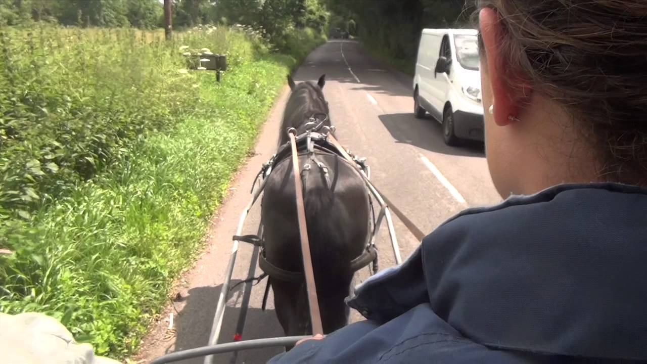 Driving the unknown horse - novice driver on the reins of Beauty.