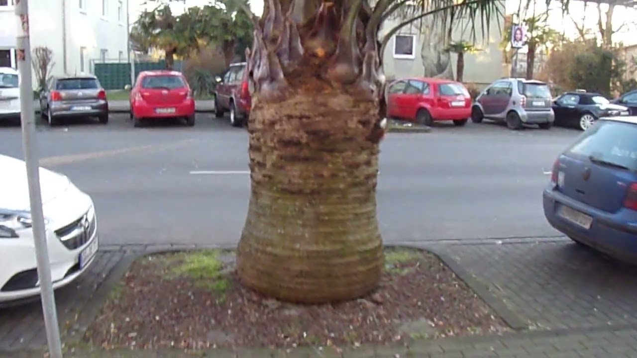 Rheindorfer Palmen 1.0 🌴🌳🌴🌴🌴🌵🌴🌴 ausgepflanzte freiwachsende Palmen in Deutschland ohne Winterschutz