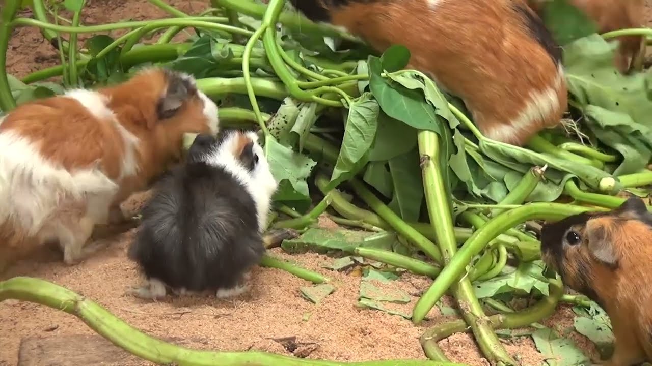 Guinea Pig Cam Friday Morning February 20 2026