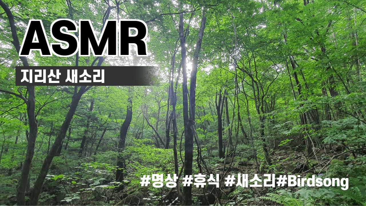 명상,휴식용, 지리산 새소리/(5분뒤 검은화면) Birdsong for Meditation & Relaxing/switch to black screen after 5min