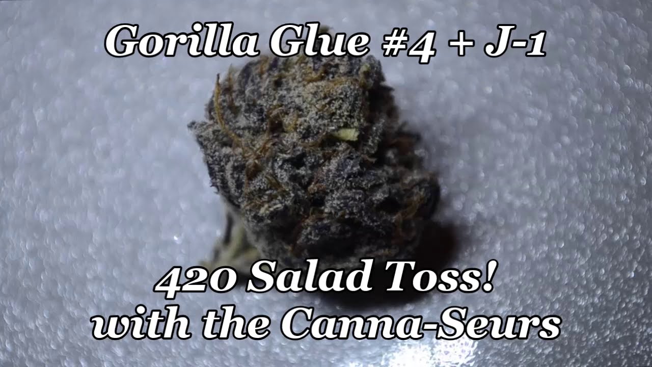 Canna Seurs 420 Salad Toss! Gorilla Glue 4 and J 1
