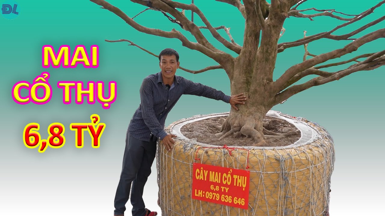 Cây mai hô gần 7 tỷ ở chợ hoa Tết làm cả Miền Tây xôn xao - ĐỘC LẠ BÌNH DƯƠNG