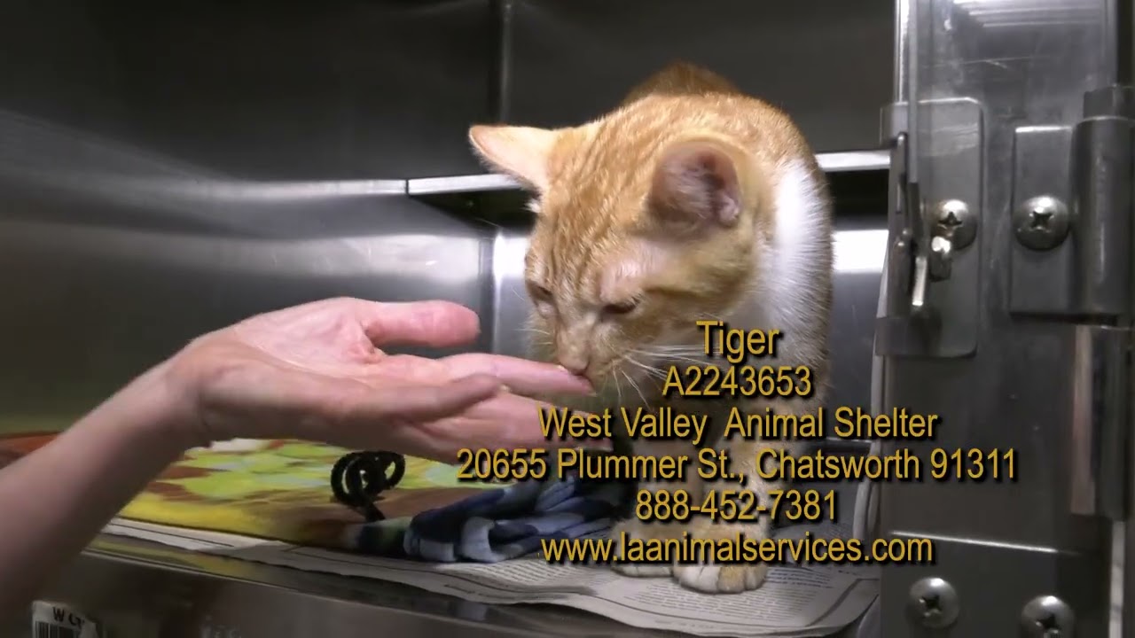 Adopt A Pet Today! Nov 2025 part 2