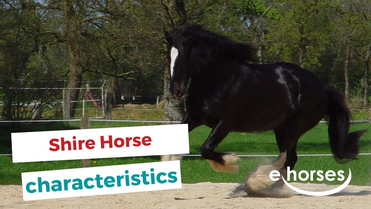 Shire Horse | characteristics, origin & disciplines