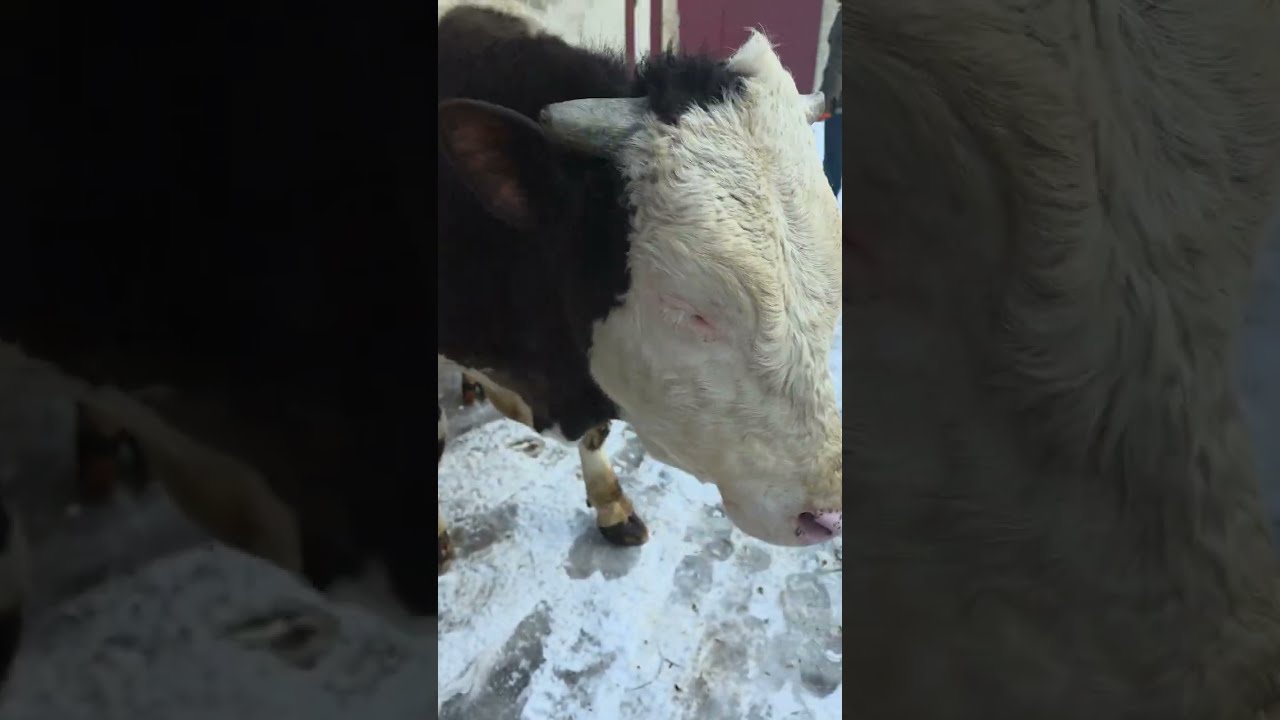 ПЕРШИЙ СНІГ СУЛЕЙМАНА ❄️ Бичок на прогулянці 👌