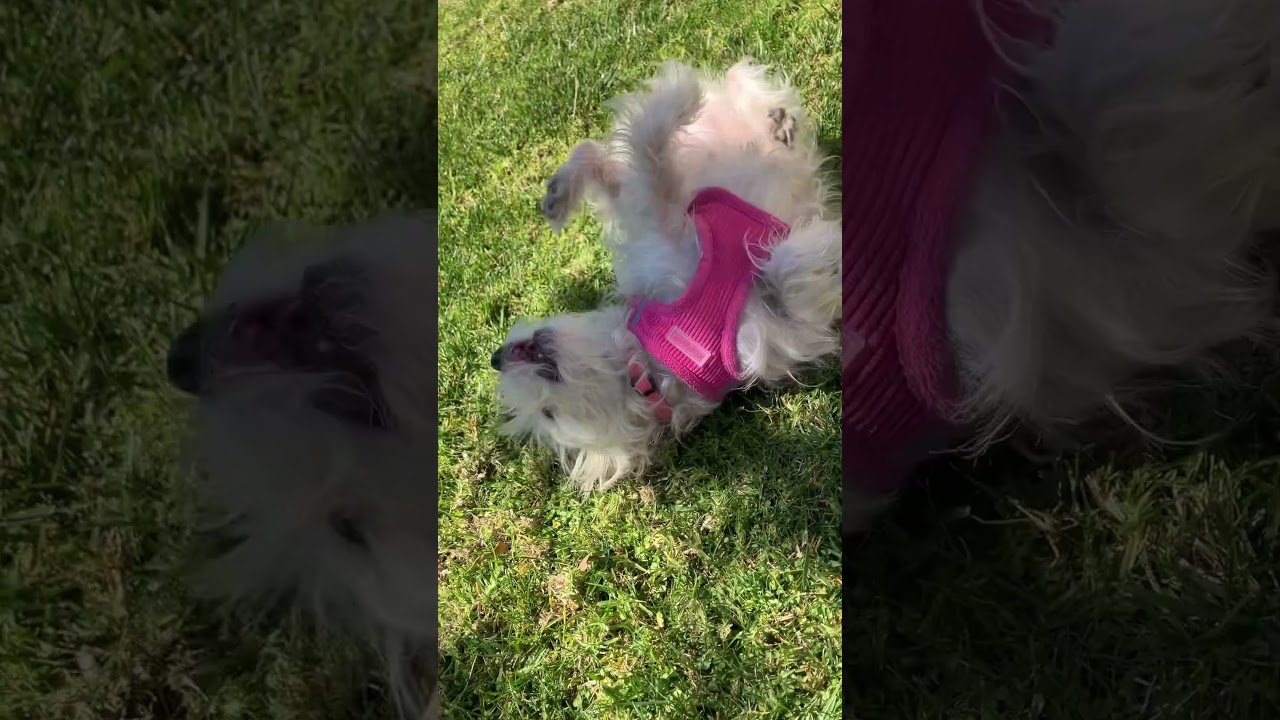 Milky west highland terrier rolling on the grass
