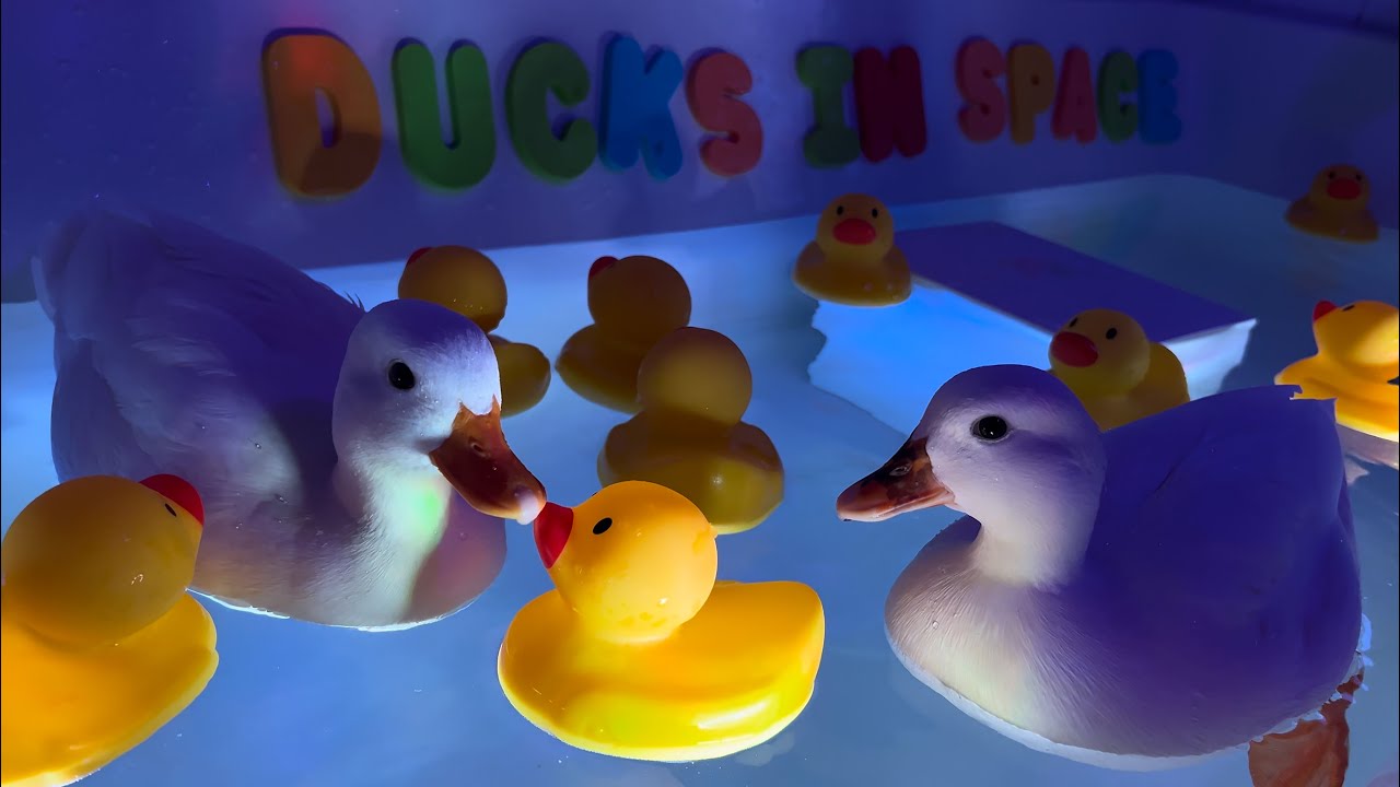 🔴 Pet Ducks in the Bathtub /  Mochi & Yoshi