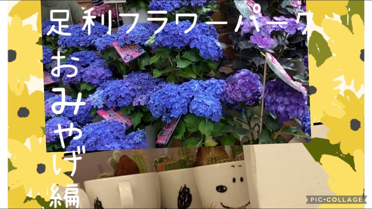 【足利フラワーパーク旅　お土産編】お土産売り場で癒された１日♪#足利フラワーパーク  #栃木県観光#車中旅