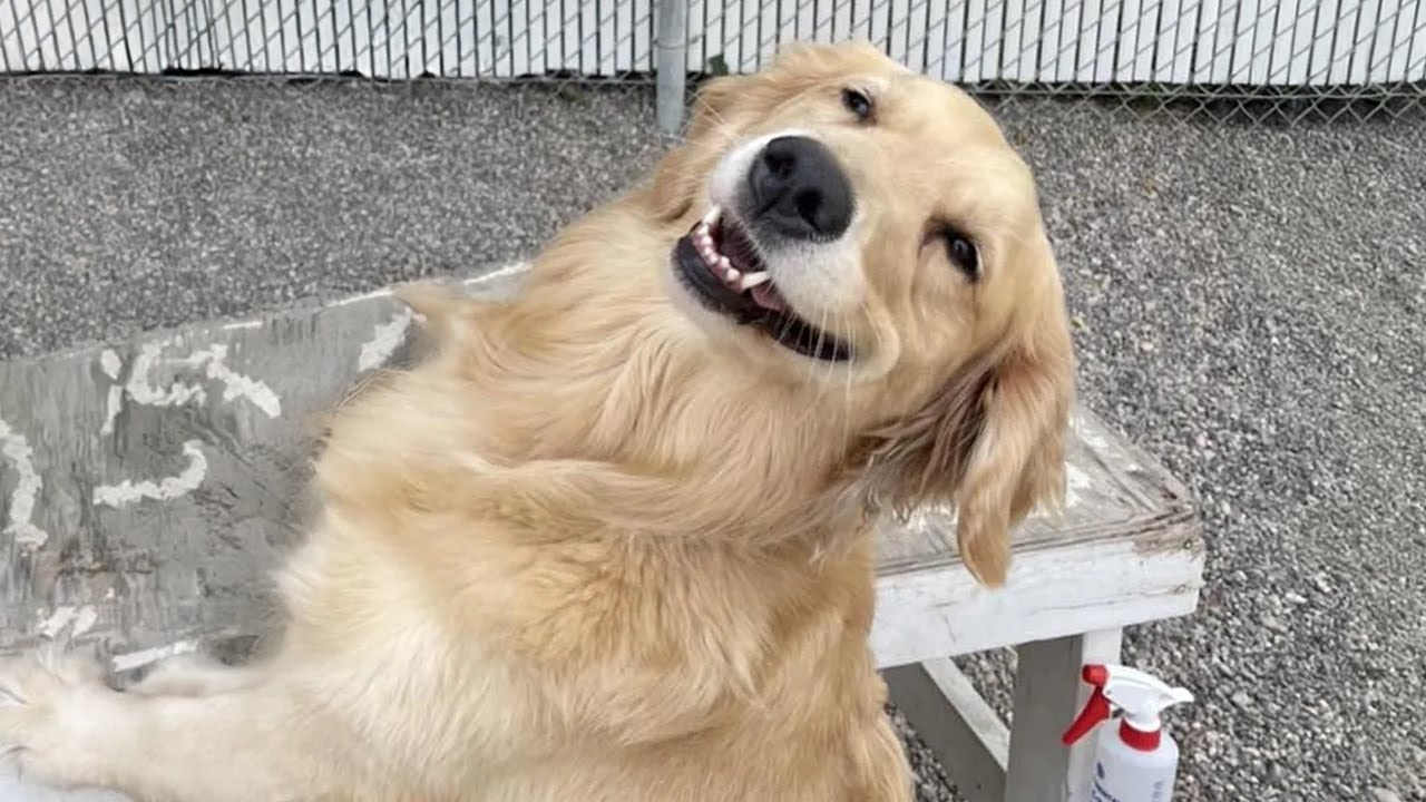 These Golden Retrievers Dog are the FUNNIEST creatures on Earth 😂