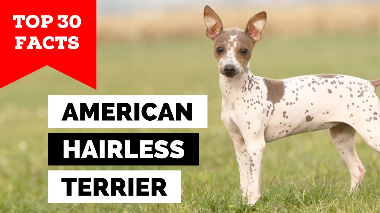 99% of American Hairless Terrier Owners Don't Know This