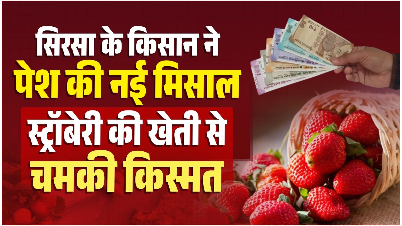 सिरसा में नई खेती से किसान की बदली तस्वीर,स्ट्रॉबेरी की खेती से कमा रहे लाखों