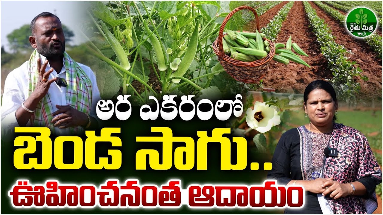 Benda Sagu, Ladies Finger Farming Tips | అర ఎకరంలో బెండ సాగు.. ఆదాయం బాగుంది | BIG TV