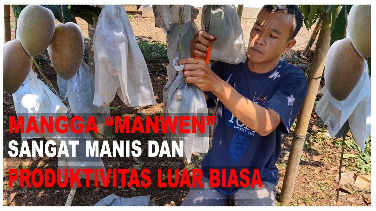 MANGGA MANWEN SANGAT MANIS | PRODUKSI TINGGI