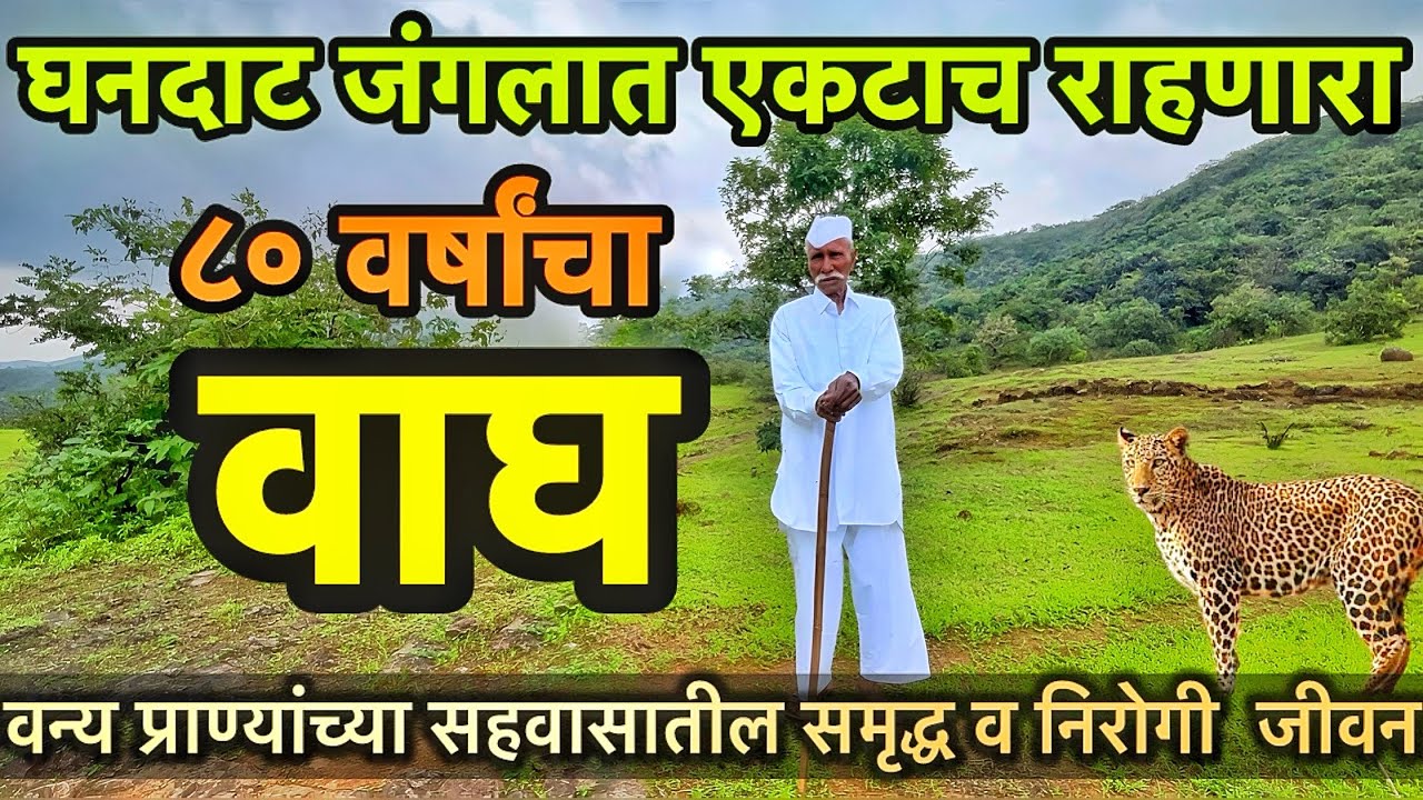 घनदाट जंगलात एकट्यानेच आयुष्य जगणारा ८० वर्षांचा वाघ । वन्यप्राण्यांच्या सहवासातील जीवनप्रवास 🌳🐆