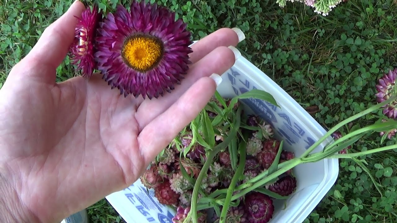 Strawflower Harvest, How To Harvest Strawflowers, Strawflower Growing Tips