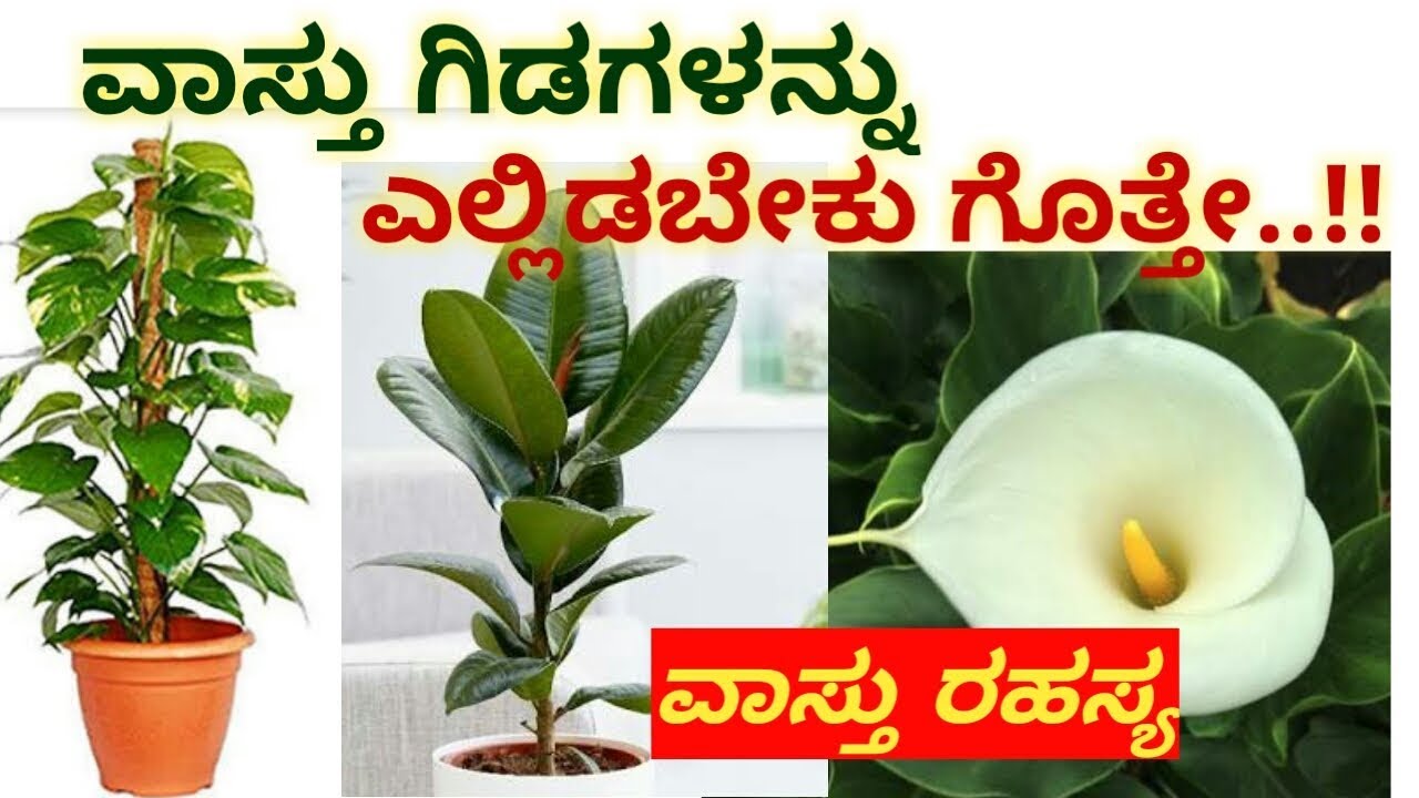 ಮನೆಯಲ್ಲಿ ವಾಸ್ತು ಗಿಡಗಳನ್ನು ಯಾವ ದಿಕ್ಕಿನಲ್ಲಿ ಇಡಬೇಕು ? Vastu Plants in home | Good luck house plants |