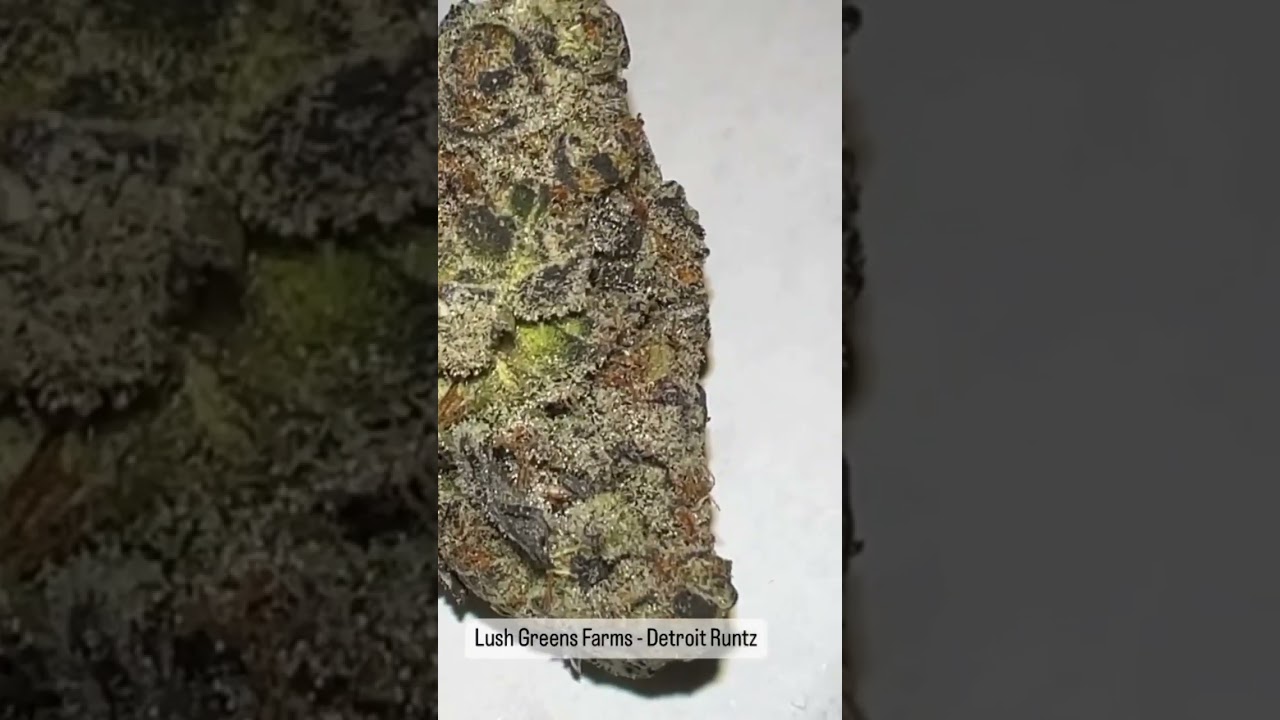 Lush Greens Michigan  - Detroit Runtz (Review)