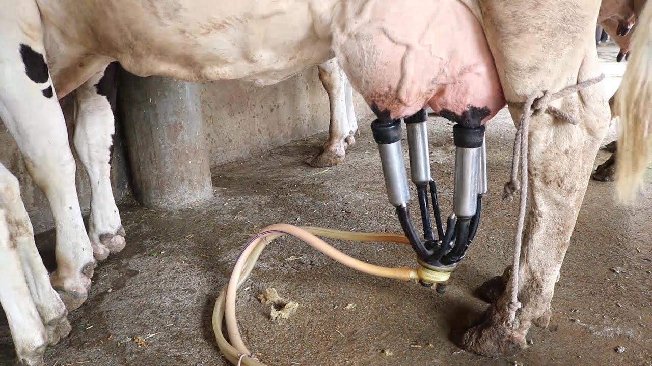 गाय, भैंस का दूध कैसे निकाले मशीन से, How to remove cow, buffalo's milk from the machine