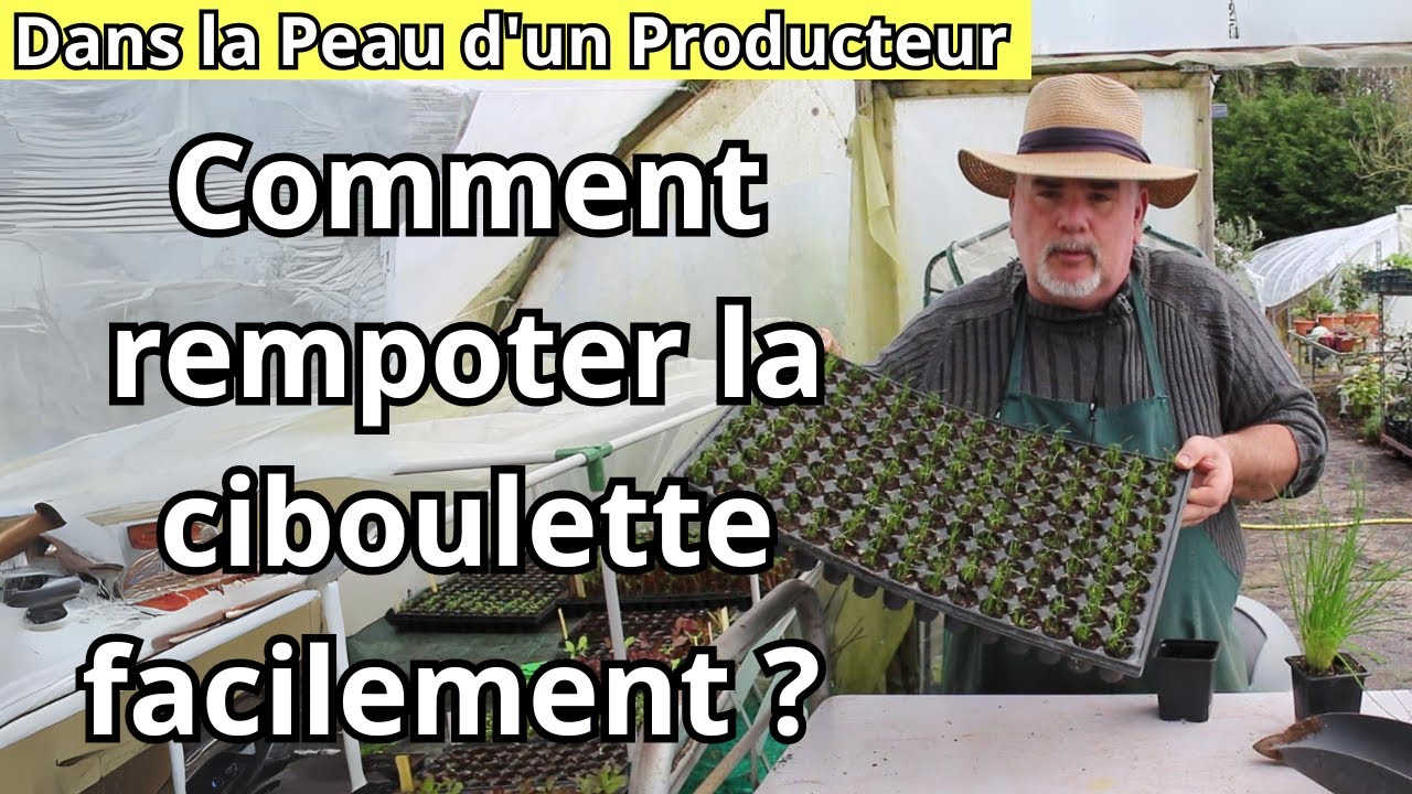 Comment Rempoter Votre Ciboulette Sans Stress ? Les Conseils d'un Expert !
