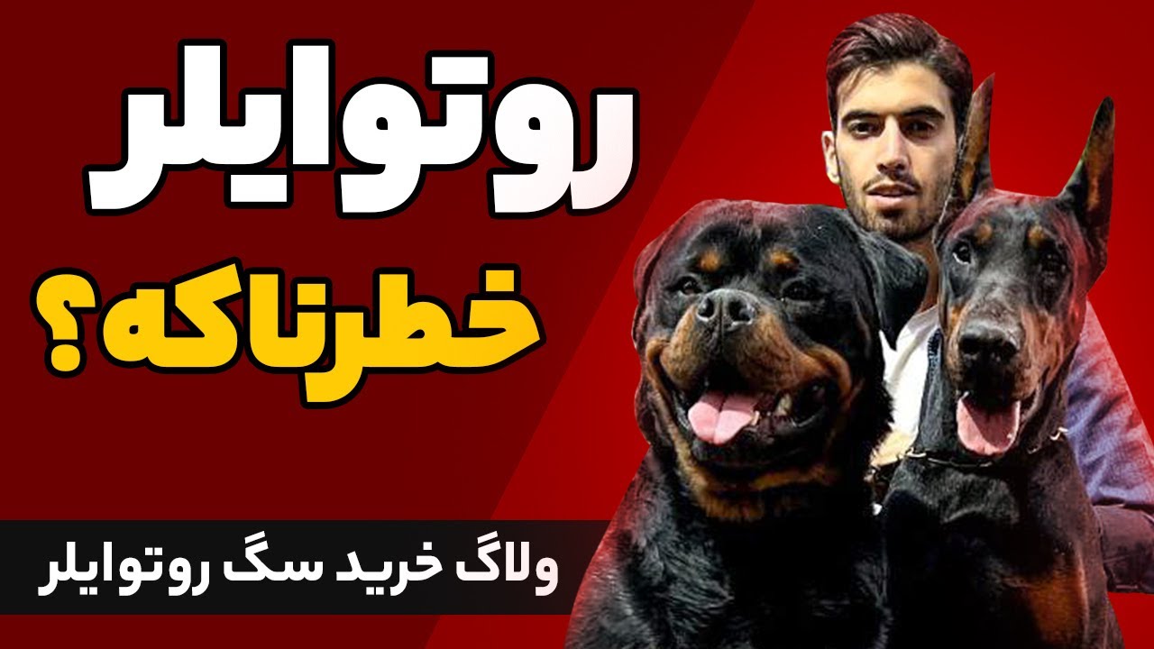 ولاگ خرید سگ روتوایلر ❌ همه چیز درباره نژاد روتوایلر