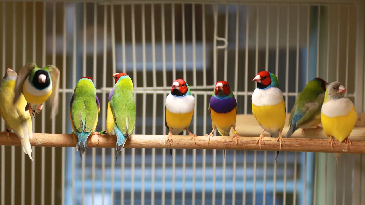 Gouldian Finches | Vibrant colours in a tiny bird looks like a rainbow