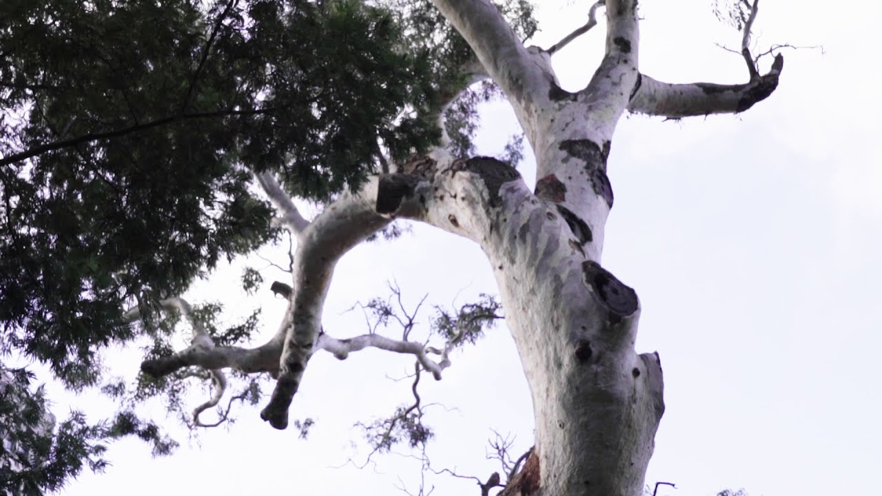 N'arweet Doctor Carolyn Briggs AM, Boon Wurrung Elder