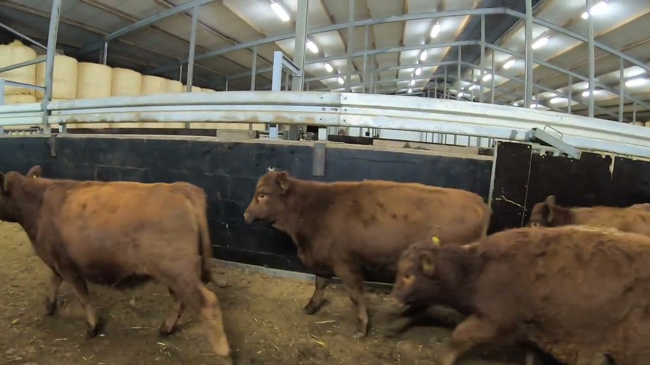 🐂🤠Angus-Rasse, Große Lieferung 🤠🐂