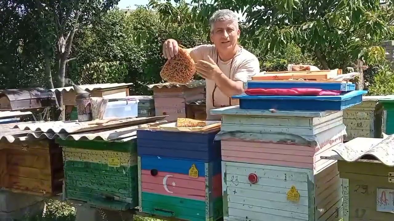Homogenat götürmək və varroadan arıları təmizləmək.