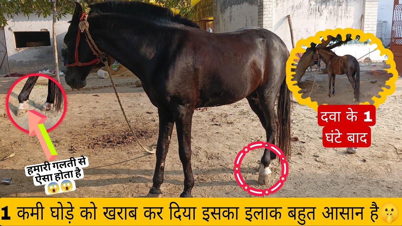 😱🫣 1 गलती से घोड़े के साथ गलत हो जाता ऐसे किसी घोड़े के साथ न हो इस वीडियो में सब बताया है 😱🫣