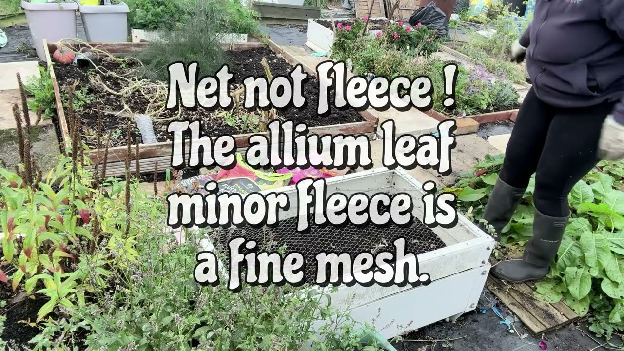 Overwinter Beetroot | 4 hours at allotment | Perennial Weeds | Onion sets |  Clay soil | #allotment