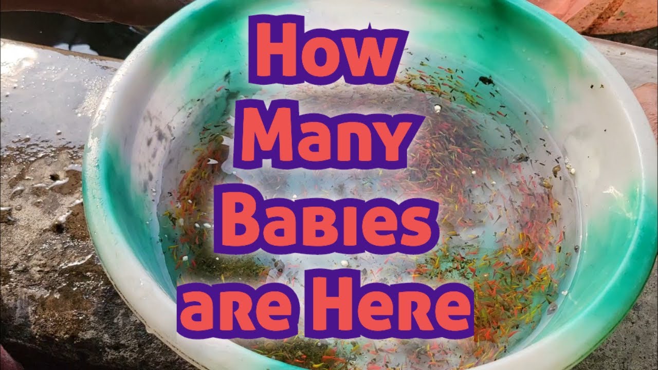 Color Widow Fish Baby Moved to Pond | Color Widow Fish Breeded