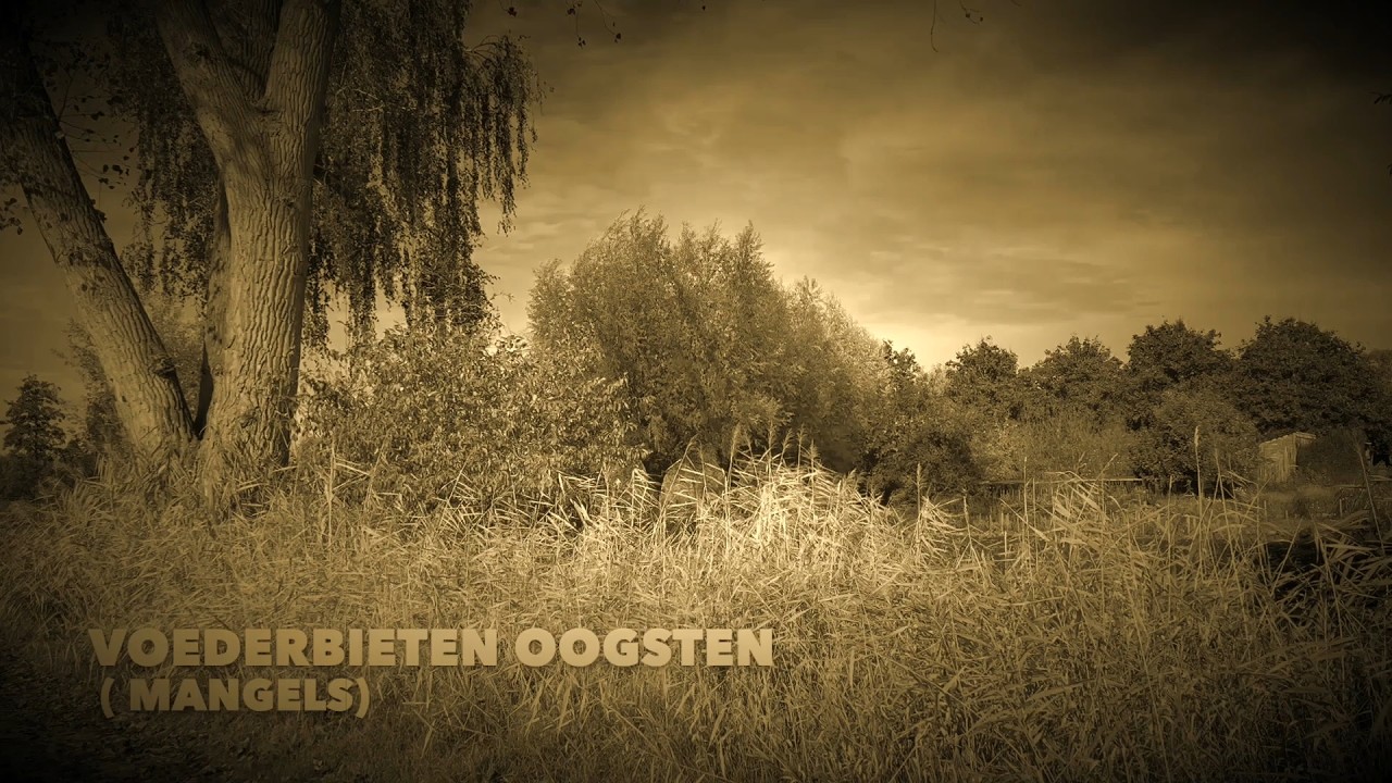 2026 02 23 Hoe het vroeger ging afl 02 Voederbieten oogsten Gemert door Andre van Bussel