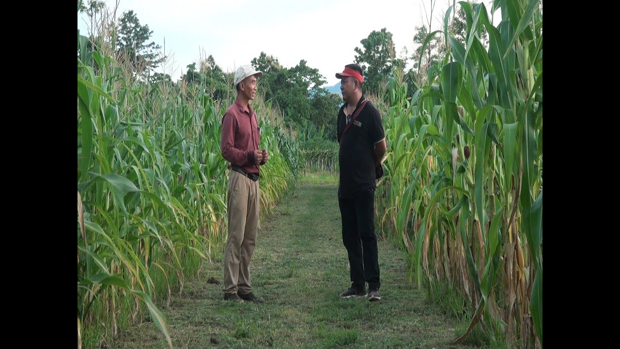 Officer hna bansan a Farm lian kalpui mek Pu Remruatpuia