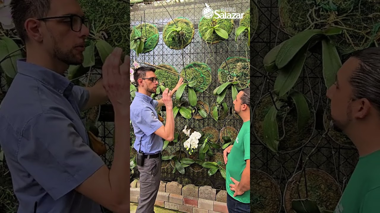 Desde el Jardín Lankester te mostramos las diferentes técnicas para el  cuidado de orquídeas