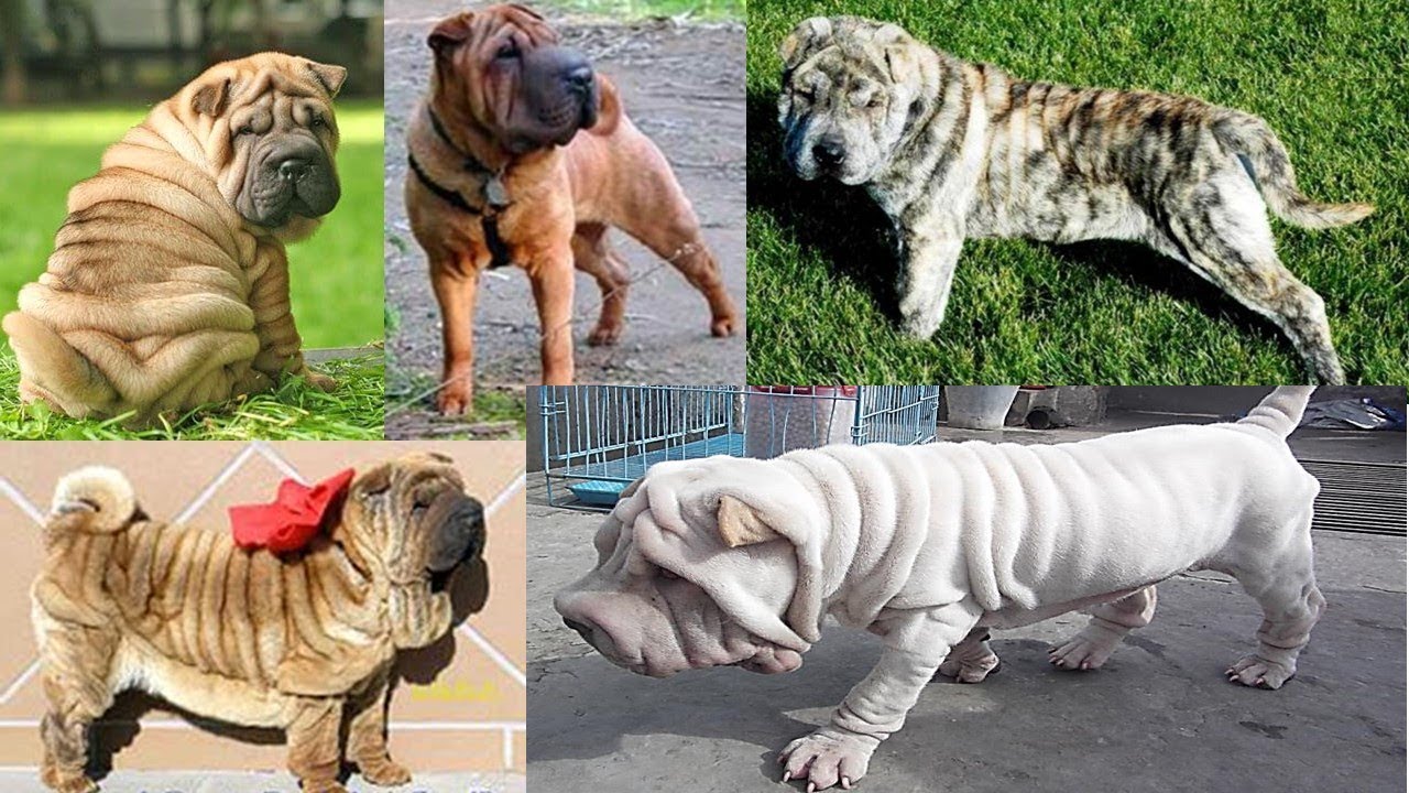 Shar pei Chino