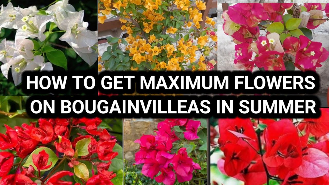 HOW TO GET MAXIMUM FLOWERS ON BOUGAINVILLEAS IN SUMMER . Bougainvillea SUMMER FLOWERING TIPS #plants