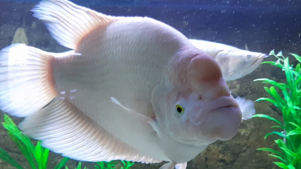 Albino gourami, pacu, oscar, clown knife and a few other tank mates... 240 gal tank update