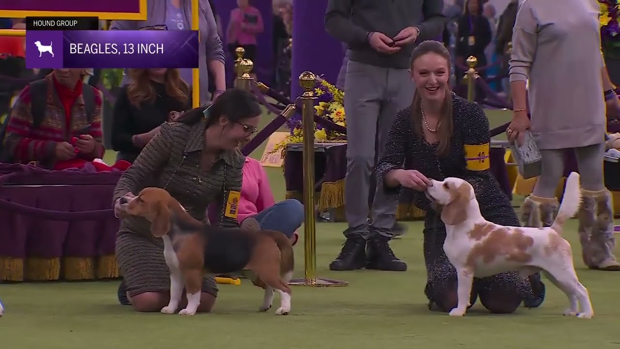 Beagles, 15 Inch | Breed Judging 2026
