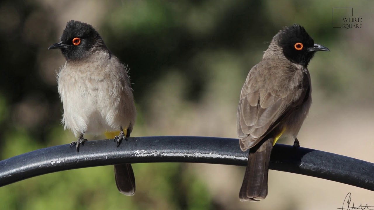 Interesting facts about African red eyed bulbul by weird square