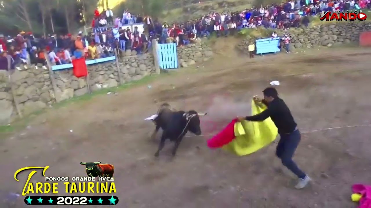 🐃TARDE TAURINA PONGOS GRANDE ANGARAES HVCA  🇵🇪2022