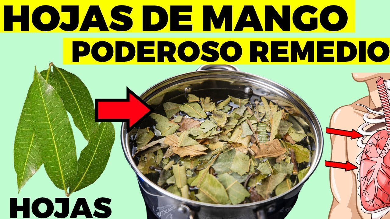 HOJAS DE MANGO para tu glucosa, piel, cabello, un poderoso REMEDIO NATURAL del que pocos hablan
