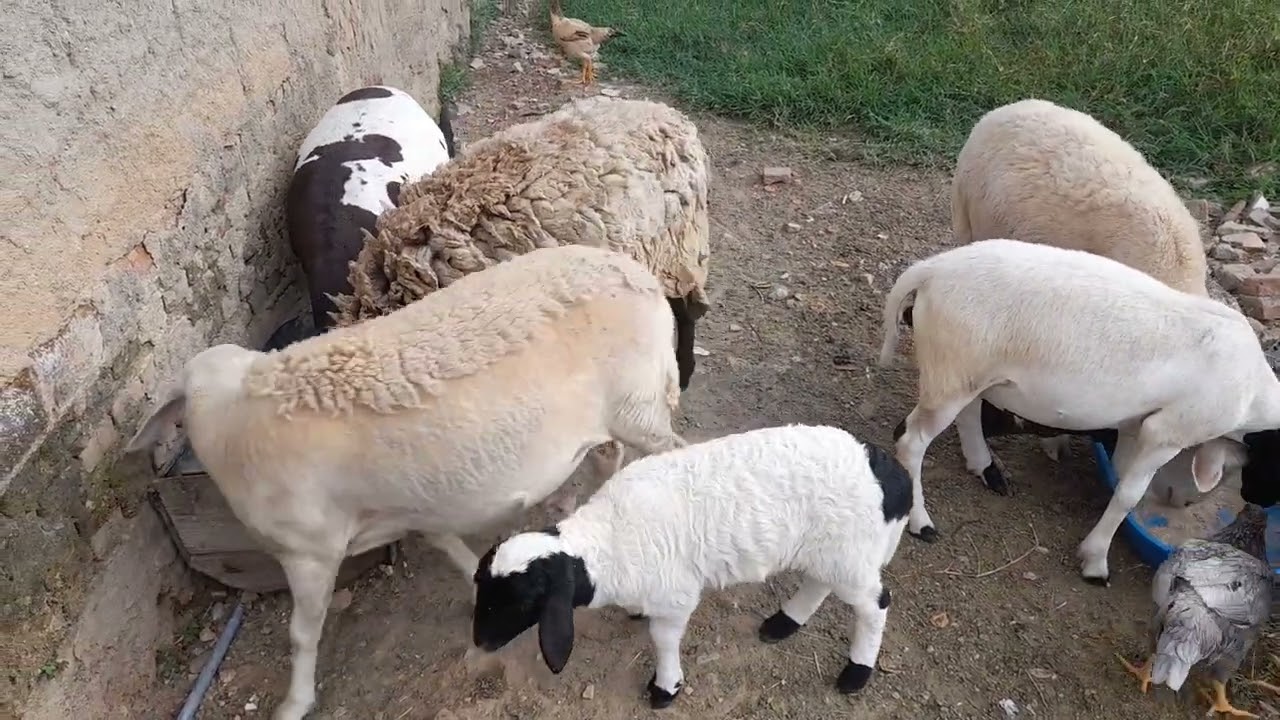 Carneiro du silvano 🐏