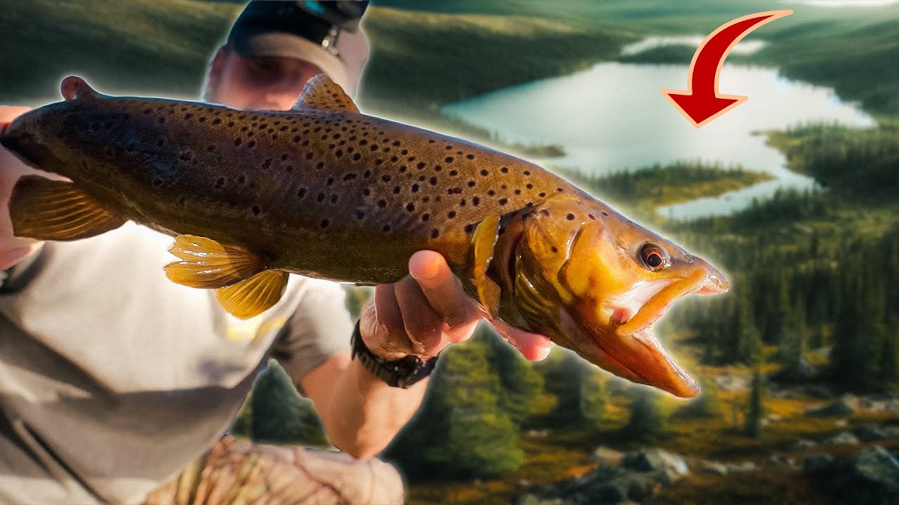 Fiskar efter STORA ÖRNGAR i liten skogstjärn😨