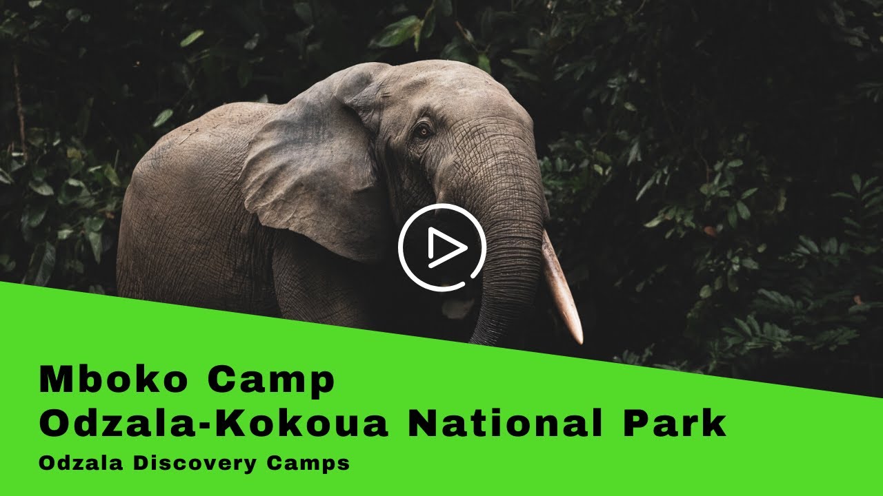 Odzala Discovery Camps: Mboko Camp, Odzala-Kokoua National Park