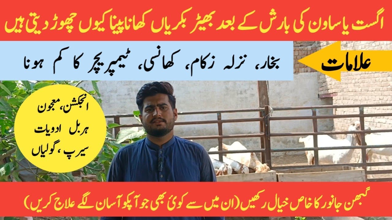 بکریوں میں نزلہ زکام،کھانسی،بخار کا آسان اور مکمل علاج 