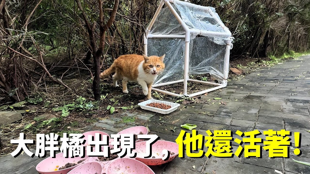 被扔在寺院的貓（後續）