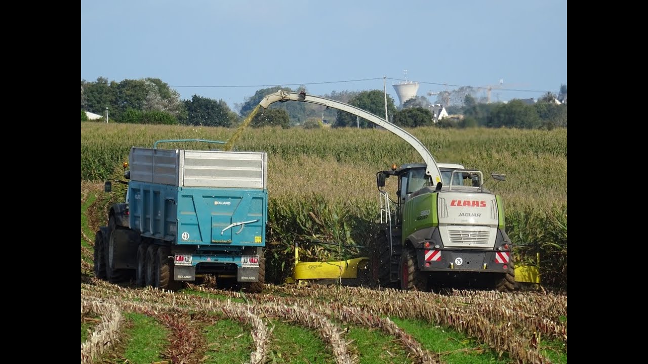 Ensilage de maïs au porte de Saint Brieuc avec l'ETA Le Saulnier / CLAAS Jaguar 960