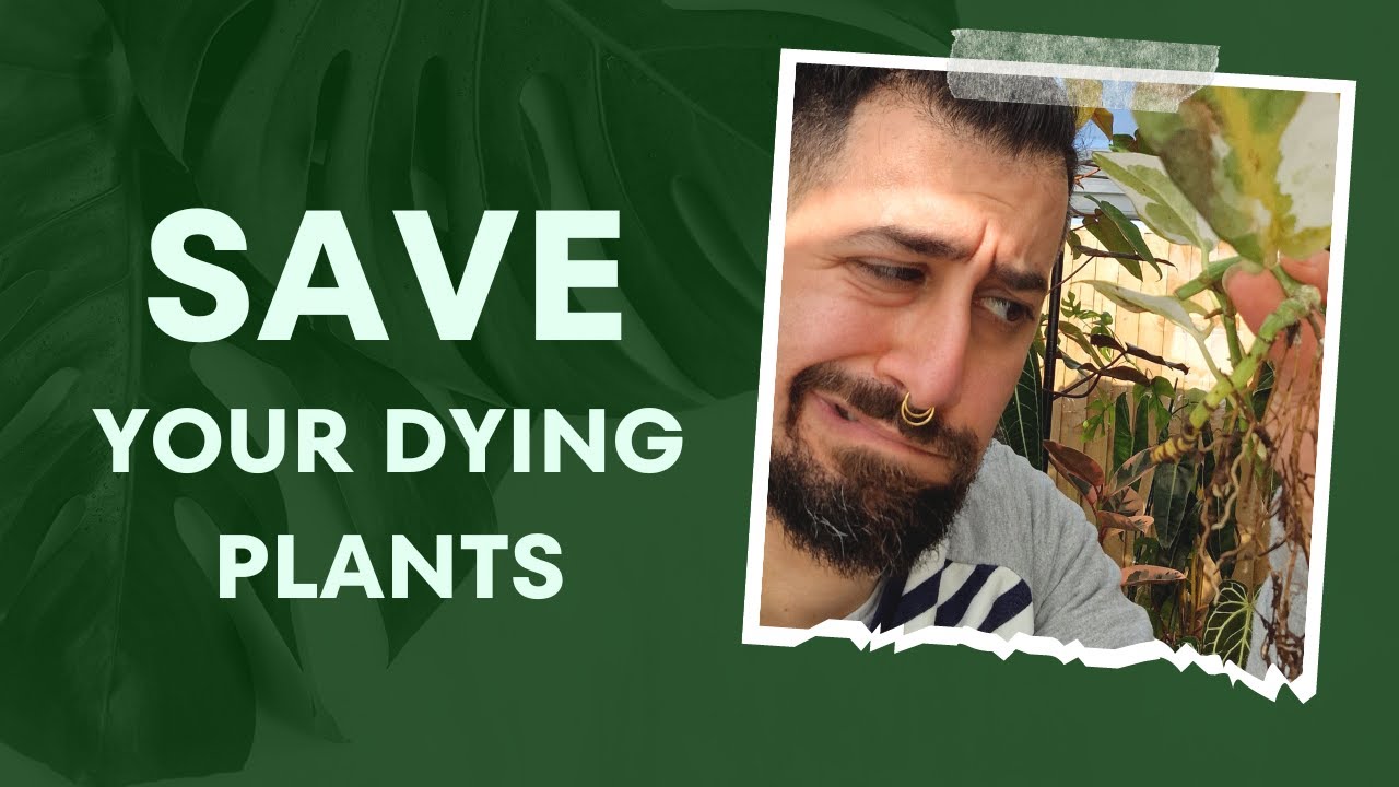 The Ultimate 7-Step Guide to Saving Struggling Houseplants | Master Plant Troubleshooting 🌱