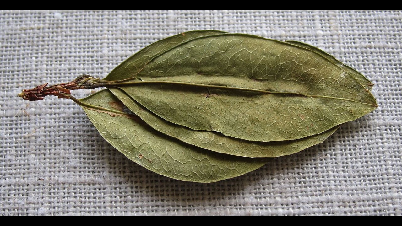 Power Leaves Is Changing The Tune On Coca Leaves
