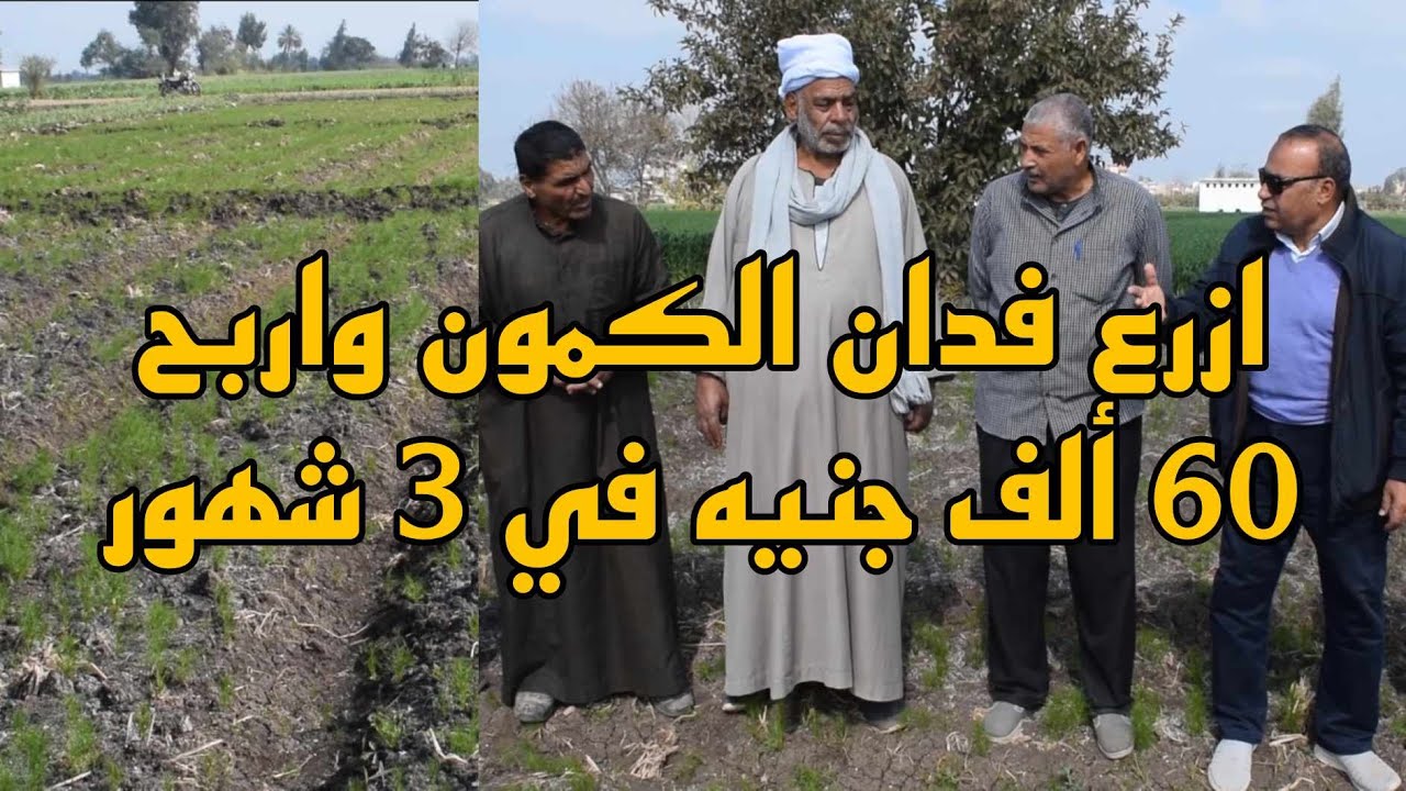 ازرع فدان الكمون واربح 60 ألف جنيه في 3 شهور
